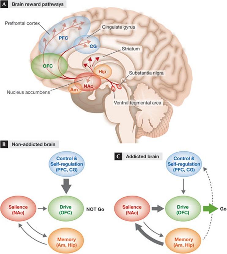 Vai trò của Dopamine đối với khoái cảm, sự nghiện ngập và hạnh phúc đích thực