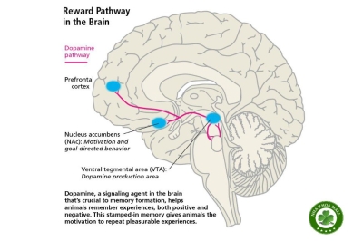 Vai trò của Dopamine đối với khoái cảm, sự nghiện ngập và hạnh phúc đích thực